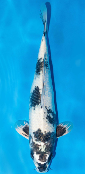 Koi 40-45cm Nr. 1558