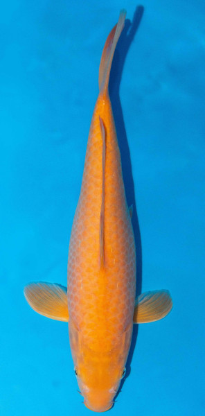 Koi 40-45cm Nr. 1549