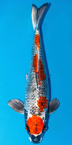 Koi 45-50cm Nr. 1702