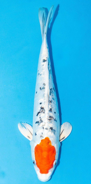 Koi 35-40cm Nr. 1389