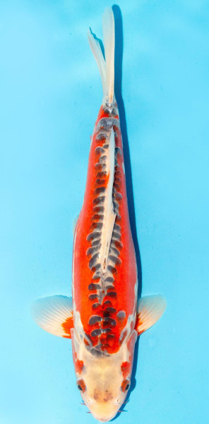 Koi 35-40cm Nr. 1374