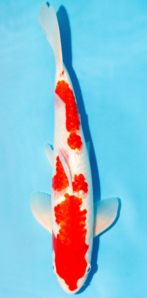 Koi 35-40cm Nr. 1359