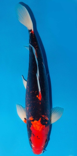 Koi 45-50cm Nr. 1727