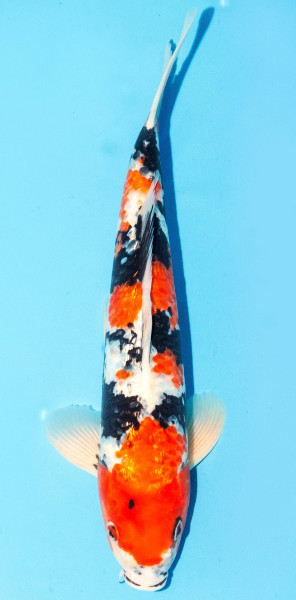 Koi 35-40cm Nr. 1365