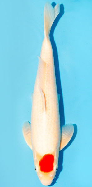 Koi 35-40cm Nr. 1387