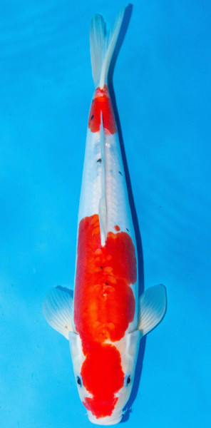 Koi 40-45cm Nr. 1539