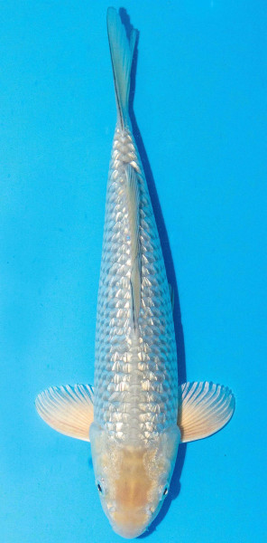Koi 35-40cm Nr. 1393