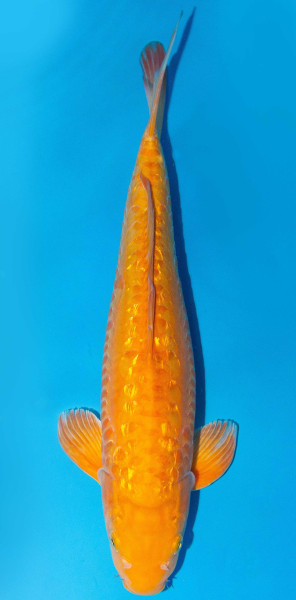 Koi 40-45cm Nr. 1573