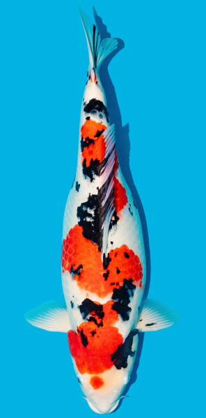 Sanke 52-56cm Nr. 4817