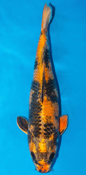 Koi 45-50cm Nr. 1726