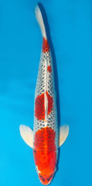Koi 56cm Nr. 1805
