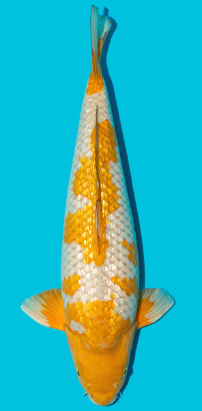 GinRin Ochiba "Show Qualität" 52-56cm Nr. 4809