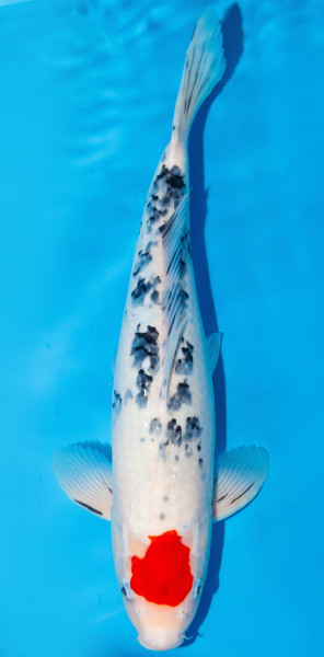 Koi 40-45cm Nr. 1525