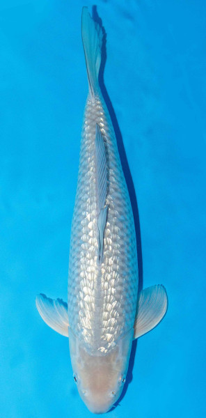 Koi 40-45cm Nr. 1568