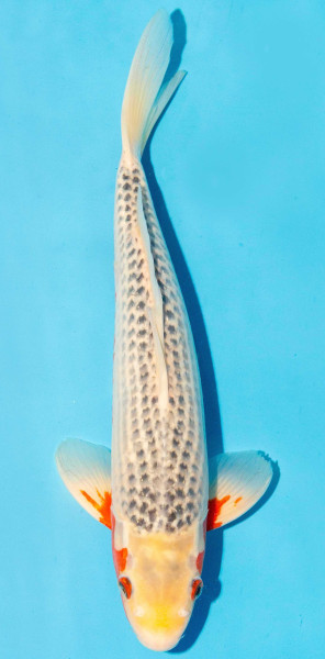Koi 35-40cm Nr. 1360