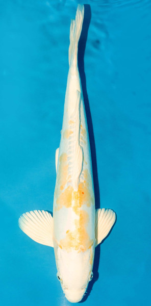 Koi 40-45cm Nr. 3937