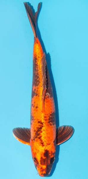 Koi 35-40cm Nr. 1331