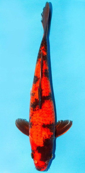 Koi 35-40cm Nr. 1382