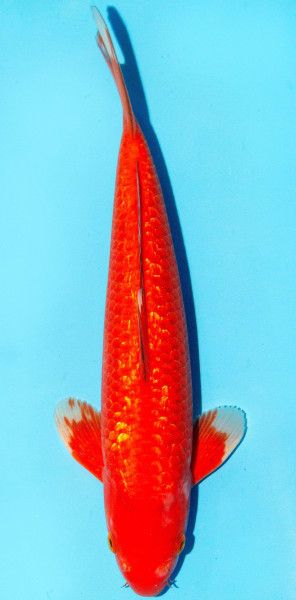 Koi 35-40cm Nr. 1316
