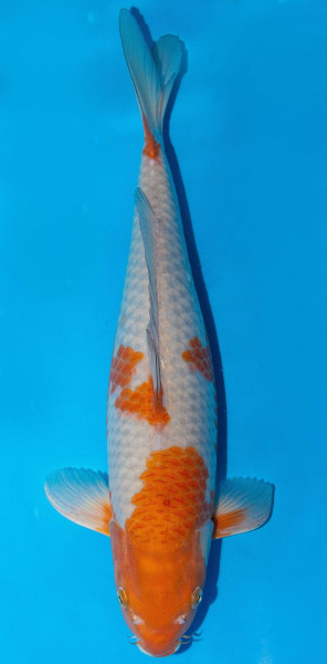 Koi 45-50cm Nr. 1709