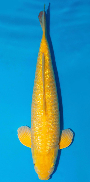 Koi 51cm Nr. 1810