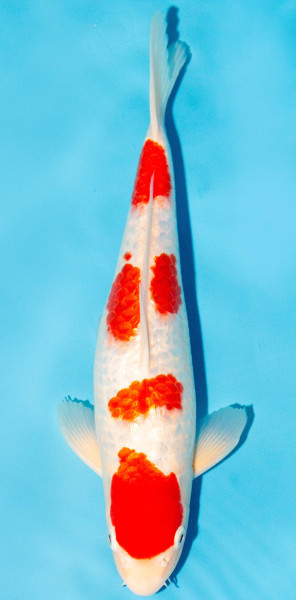Koi 35-40cm Nr. 1304