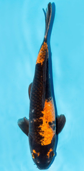 Koi 35-40cm Nr. 1301