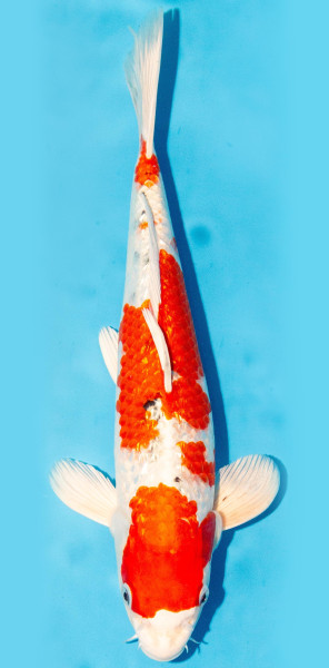 Koi 35-40cm Nr. 1371