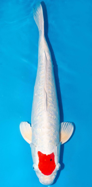Koi 54cm Nr. 1808