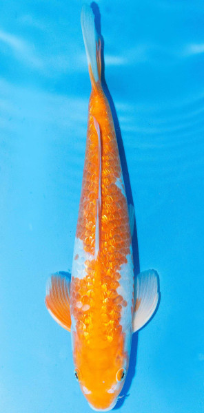 Koi 35-40cm Nr. 1397