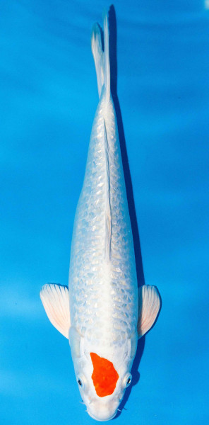 Koi 40-45cm Nr. 1604