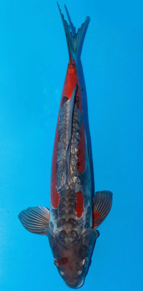 Koi 45-50cm Nr. 1728