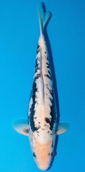 Koi 45-50cm Nr. 1729