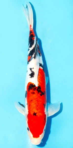 Koi 35-40cm Nr. 1320