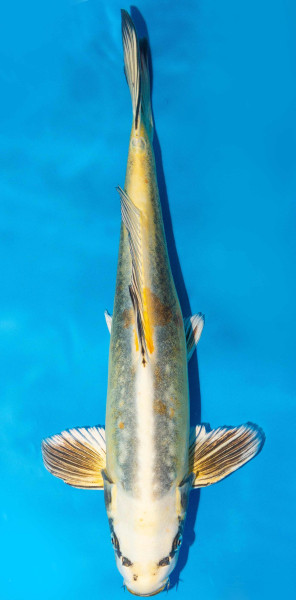 Koi 40-45cm Nr. 1574