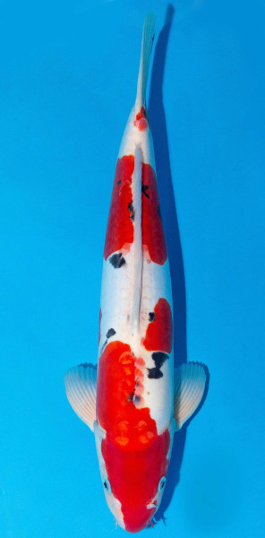 Koi 40-45cm Nr. 1581
