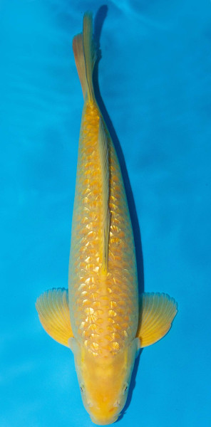 Koi 45-50cm Nr. 1718