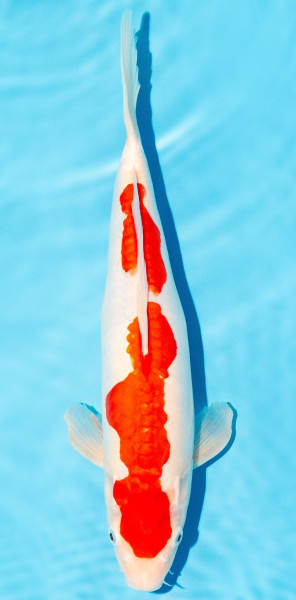 Koi 35-40cm Nr. 1333