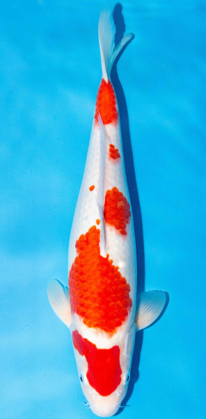 Koi 40-45cm Nr. 1521
