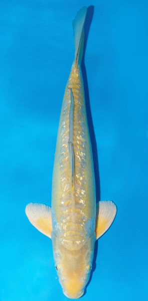 Koi 40-45cm Nr. 1603