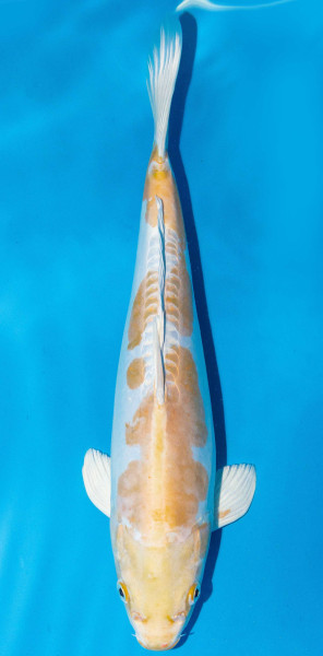 Koi 40-45cm Nr. 1516
