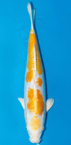 Koi 56cm Nr. 1809