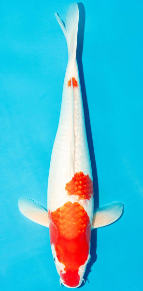 Koi 40-45cm Nr. 3909