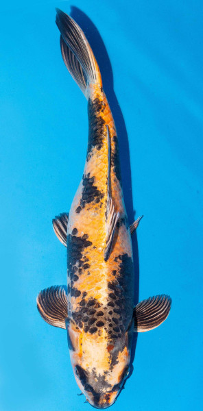 Koi 40-45cm Nr. 1540
