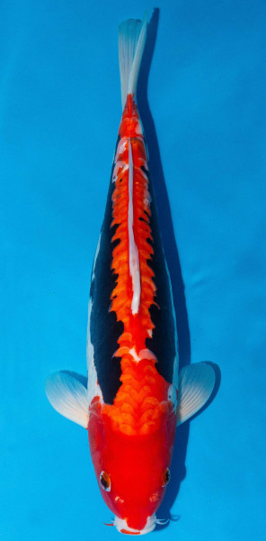 Koi 45-50cm Nr. 1724