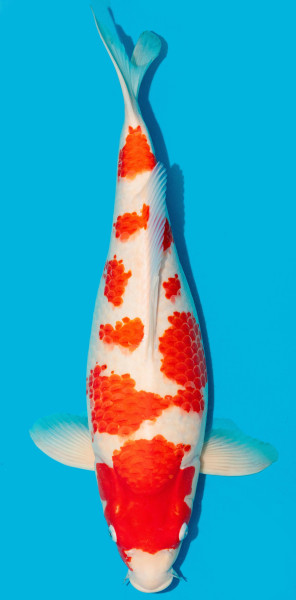 Kohaku ca. 60cm Nr. 4848