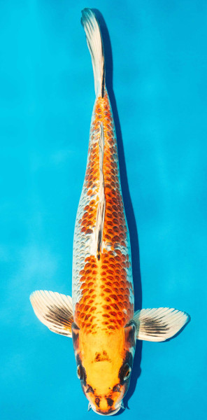 Koi 40-45cm Nr. 3432