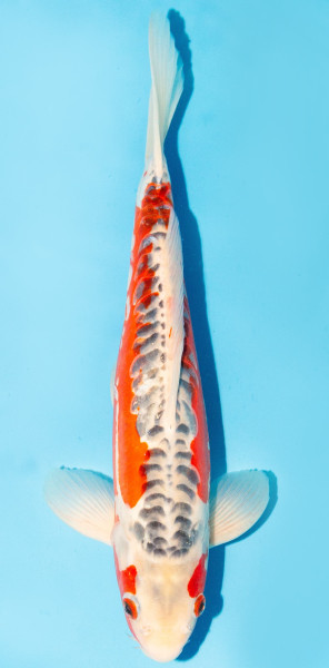 Koi 35-40cm Nr. 1327