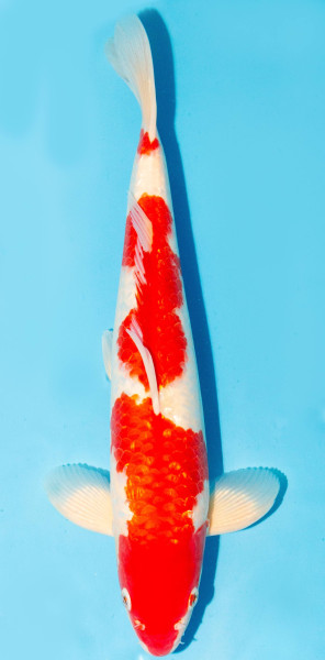 Koi 35-40cm Nr. 1375
