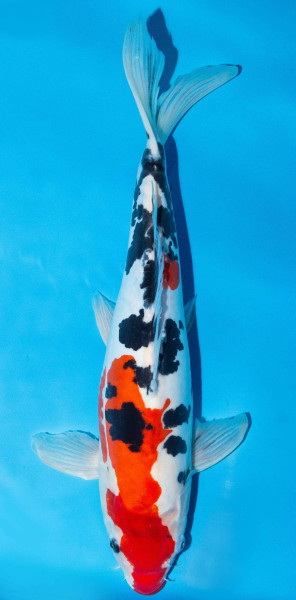Koi 40-45cm Nr. 1570